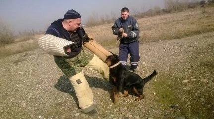 Фото Дрессировка, постановка на охрану. окд, зкс