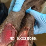 Фото №2 Продаем Панты Северного оленя