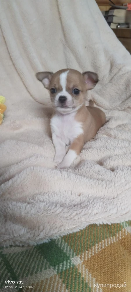Фото Щенки чихуахуа