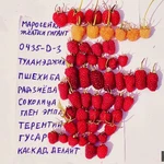 Фото №2 Малина летняя и ремонтантная 40 сортов