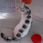 Фото №4 Стрижка котов и кошек с выездом на дом