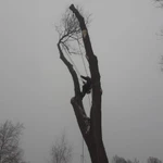 Фото №3 в Краснознаменск Спил и Обрезка деревьев. 
