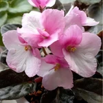 Фото №7 Фиалки