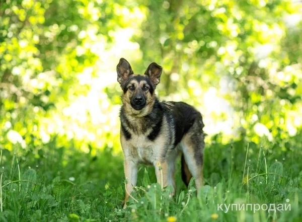 Фото Щенок метис овчарки в дар