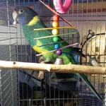 Фото №3 Воротничковый попугай Бернарда