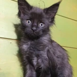 Фото №4 Продам котят породы Мейн-кун