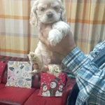 Фото №2 Продаются щенки.