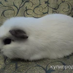 Фото №5 МОРСКИЕ СВИНКИ-разные породы