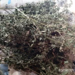 Фото №5 Болиголов. Цена за 100 грамм.