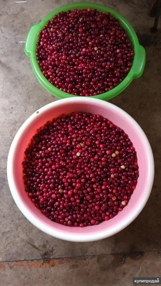 Фото Клюква свежая, спелая.