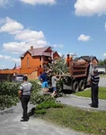 Фото №2 Удаление опасных деревьев деревьев