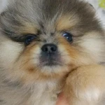 Фото №3 Пушистики