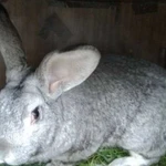 Кролик для вязки