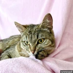 Фото №4 Хома - кот, который делает погоду в доме! В добрые руки