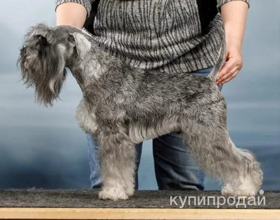 Фото цвергшнауцер - жених приглашает дам