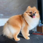 Фото №4 Профессиональный опытный грумер для вашего любимца!❤