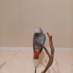 Фото №6 Продам птенцов крупного попугаях