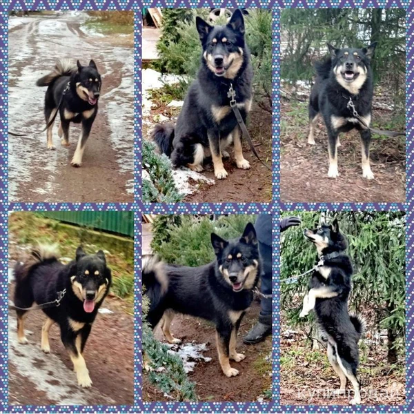 Фото классный мальчик метис лайки ищет семью