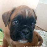 Продается шикарный щенок боксера, 2 месяца