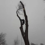Фото №4 Спил и обрезка деревьев частями Троицк. 
