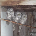 Фото №2 Совы ручные домашние