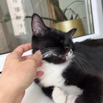 Фото №9 Кошка Брусничка в добрые руки