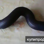 Фото №2 Патрубок УАЗ Патриот новый