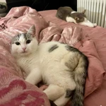 Фото №10 Котенок Булочка в добрые руки