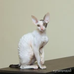 Фото №2 Красивые котята корниш рекс