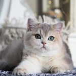 Фото №2 Британская девочка Виолетта