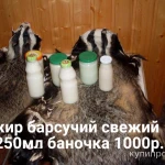 фото Барсучий жир от охотника