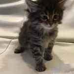 Фото №2 Отдаю котят в добрые заботливые руки