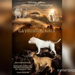 Фото №11 Американский булли, щенки xl, стандарт, классик