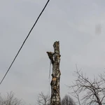 Фото №2 Спилить Удалить Срубить дерево в Зарайске