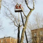 Фото №2 Валка деревьев и расчистка заросших участков