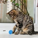 Фото №2 Полосатый котик Лекс – станет другом навсегда! В добрые руки