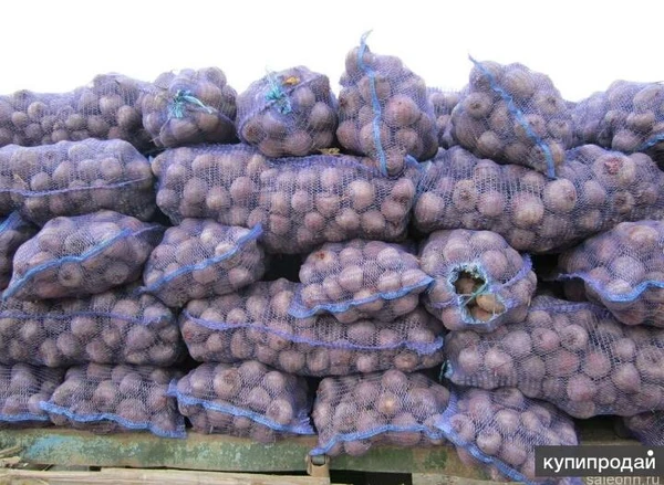 Свекла оптом