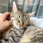 Фото №3 Необыкновенно яркий котик Шелдон в добрые руки