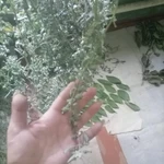 Фото №3 Якорцы стелющиеся, цена за 100 грамм.