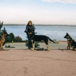 Дрессировка собак в Самаре | Услуги кинолога