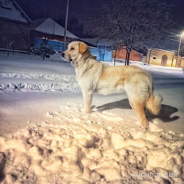 Фото Отдам в добрые руки!