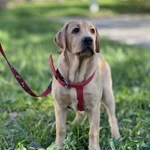 Щенок лабрадора