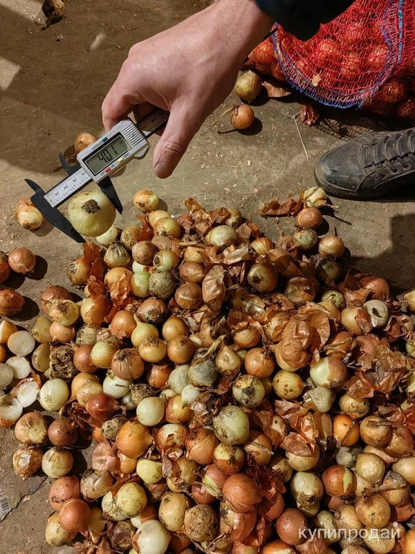 Фото Лук репчатый. Качество не сетевое.