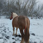 Фото №4 Лошадь тежеловоз