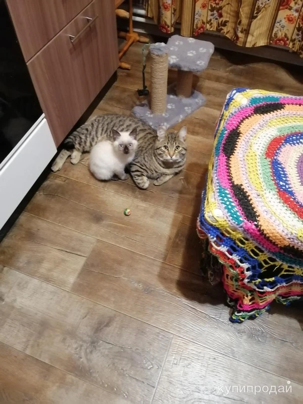 Фото Отдам в добрые руки