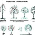 Обрезка, вырезка или спил деревьев