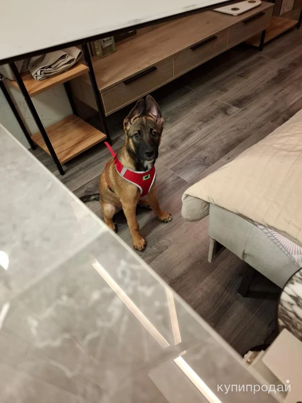 Фото Отдам щенка в хорошие руки совершенно бесплатно