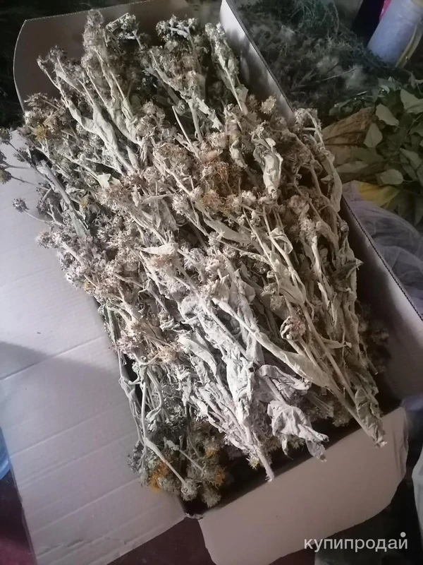 Фото Девясил высокий.Только розница.