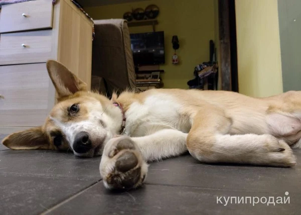 Фото Милая, трогательная собака Лиза в добрые руки