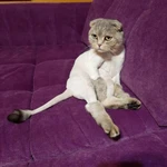 Фото №13 Стрижка кошек - гигиена животных